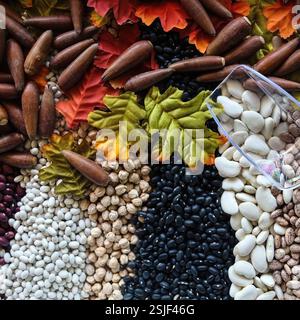 Vista dall'alto verso il basso di fagioli assortiti, semi e ghiande con foglie autunnali disposte in una colorata mostra di raccolta autunnale, California, USA, agosto 2024 Foto Stock