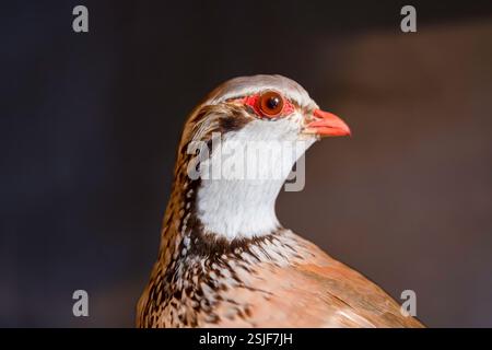 Primo piano di un Taxidermy Partridge con occhi rossi e piume dettagliate in Studio Lighting Foto Stock