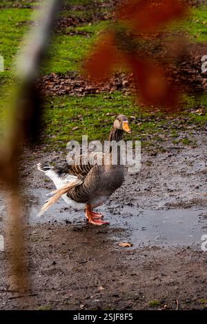 Aggraziata Oca in un pascolo fangoso con foglie autunnali Foto Stock