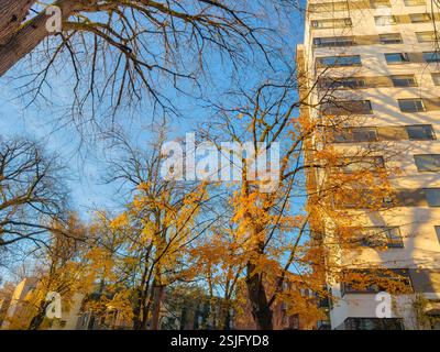 L'immagine cattura una vista ad angolo basso di un alto edificio con più finestre, parzialmente oscurata da diversi alberi nel loro glorioso colore autunnale. Foto Stock