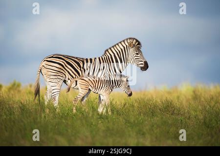 Sudafrica, Africa, Provincia del Capo Orientale, Parco Nazionale degli Elefanti di Addo, Zebre (Equus burchellii) Foto Stock