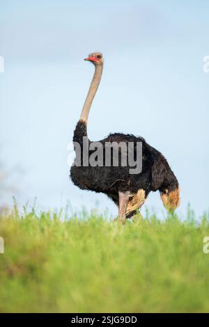 Sudafrica, Africa, Provincia del Capo Orientale, Parco Nazionale degli Elefanti di Addo, struzzo (Struthio camelus) Foto Stock
