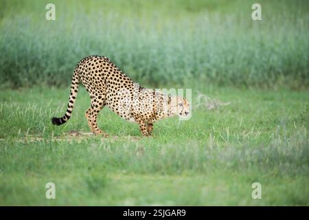 Africa, Cheetah (Acinonyx jubatus), Kgalagadi Transborder Park, Sudafrica, specie vulnerabili - IUCN Redlist Foto Stock