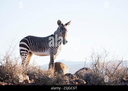 Africa, Karoo National Park, Mountain Zebra (Equus zebra), Sud Africa, Provincia del Capo Occidentale Foto Stock