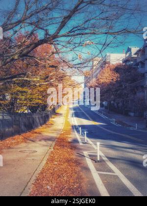 Una strada di Seattle, Washington, costeggiata da alberi dai vivaci colori autunnali, le loro foglie sparse sul marciapiede. Foto Stock