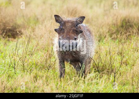 Warthog, Addo Elephant National Park, Sudafrica Foto Stock