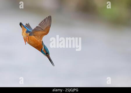 KingFisher tuffarsi in un ruscello di gesso nell'hertfordshire Foto Stock