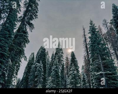 Una vista ad angolo basso di una fitta foresta, che mostra alti alberi sempreverdi con rami polverosi di neve. Il sole splende brillantemente attraverso la tettoia. Foto Stock