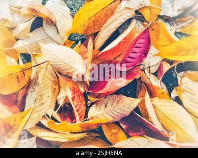 Un'immagine ravvicinata cattura una vivace collezione di foglie autunnali cadute, mostrando uno spettro di colori caldi. Foto Stock