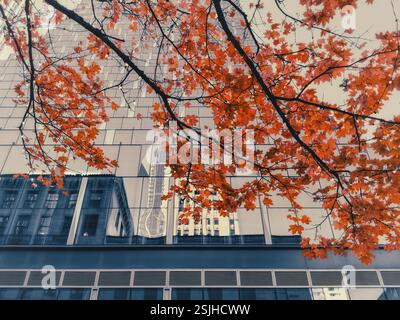 Uno scatto dall'angolazione bassa cattura un vivace ramo di foglie d'autunno dorate sullo sfondo di un moderno edificio in vetro Foto Stock