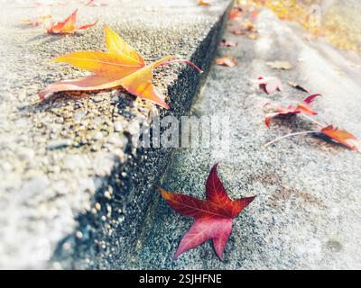Uno scatto ravvicinato cattura una serie di passi in cemento con foglie autunnali cadute sparse sulla loro superficie. Foto Stock