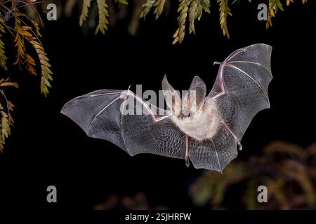 Pipistrello dalle orecchie lunghe marrone (Plecotus auritus) che vola in aria in ambiente forestale. Scenario naturalistico della natura in Europa. Foto Stock