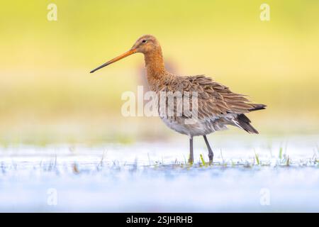 Maestoso uccello dalla coda nera Godwit (Limosa limosa) che cammina e guarda nella macchina fotografica. Questa specie si riproduce nelle zone costiere olandesi. Circa Foto Stock