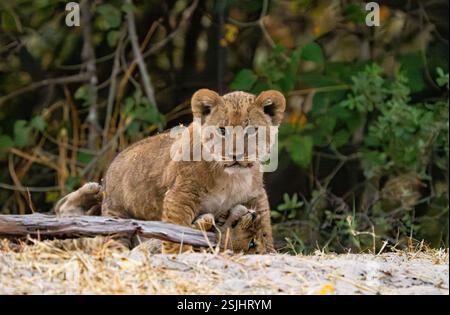 Leone africano (Panthera leo) cucciolo gioca stalking Foto Stock