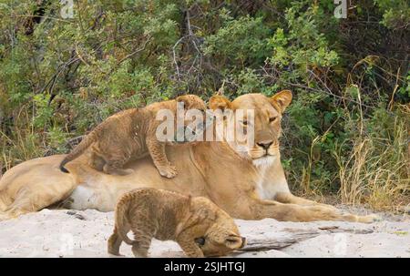 Il cucciolo di leone africano (Panthera leo) si arrampica sulla schiena delle madri Foto Stock
