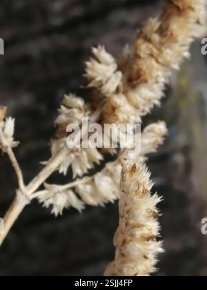 Elsholtzia crestata (Elsholtzia ciliata), Plantae, Октябрьский, Россия., Иркутская обл, 665490 Foto Stock