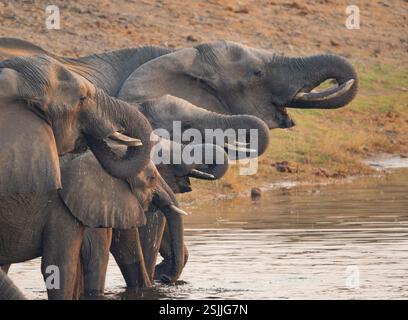 Elefanti africani (Loxodonta africana) in fila che bevono in un pozzo d'acqua Foto Stock