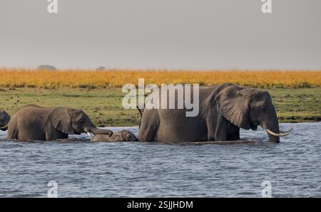 Famiglia di elefanti africani (Loxodonta africana) che attraversa il fiume Chobe Foto Stock