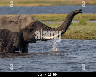 Elefante africano (Loxodonta africana) che attraversa il fiume Chobe Foto Stock