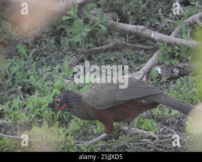 Chachalaca (Ortalis wagleri), Aves, Rosamorada, Nay., Messico Foto Stock