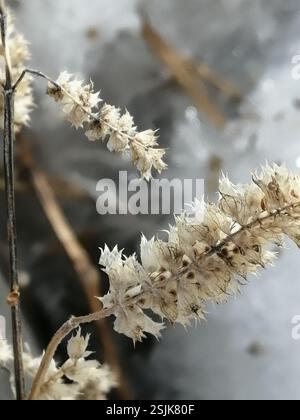 Elsholtzia crestata (Elsholtzia ciliata), Plantae, Октябрьский, Россия., Иркутская обл, 665490 Foto Stock