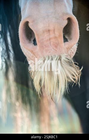 Dettaglio ravvicinato di eccezionali baffi di stallone adulti Gypsy Vanner Horse Foto Stock