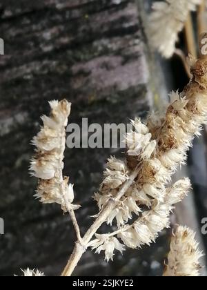 Elsholtzia crestata (Elsholtzia ciliata), Plantae, Октябрьский, Россия., Иркутская обл, 665490 Foto Stock