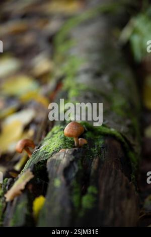 Primo piano di piccoli funghi che crescono su un tronco di alberi muschiati, autunno, Finlandia Foto Stock