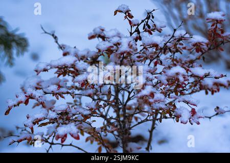 cespuglio di mirtilli rossi ghiacciati ricoperti di neve su sfondo bianco Foto Stock