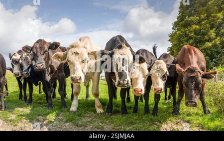 Branco di giovani vacche di manzo Hereford in un campo, guardando la macchina fotografica. Buckinghamshire, Regno Unito Foto Stock