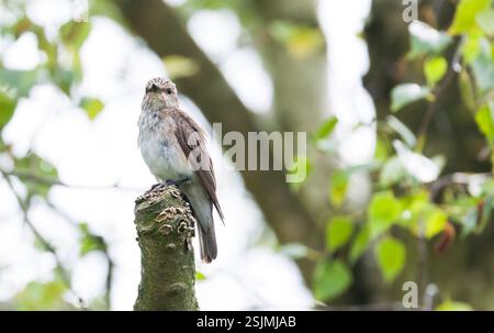 Il flycatcher maculato (Muscicapa striata) seduto su un arbusto in un giardino britannico con alberi sullo sfondo Foto Stock