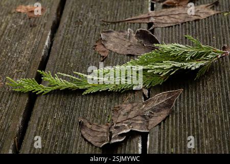 Rami verdi sparsi su una superficie di legno nel giardino, creando una scena rustica e naturale con elementi organici. Foto Stock