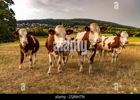 Bestiame di Montbeliard nella campagna vicino a le Moulin, Trevillers, Bourgogne-Franca-Comte, Francia, Europa Foto Stock