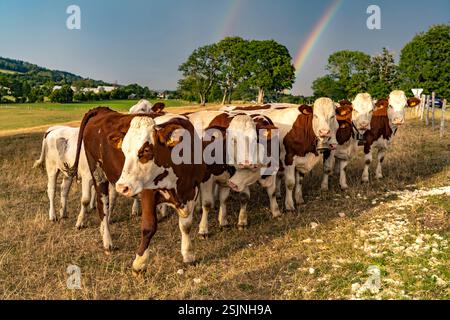 Bestiame di Montbeliard nella campagna vicino a le Moulin, Trevillers, Bourgogne-Franca-Comte, Francia, Europa Foto Stock