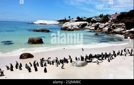 Pinguino africano, Spheniscus demersus, Boulders Beach, Simon's Town, città del Capo, Cape Occidentale, Sudafrica, Foto Stock