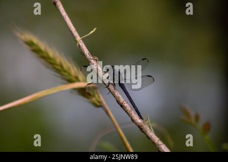 La libellula skimmer Slaty, appollaiata su un ramo, è caratterizzata da una silhouette scura impreziosita da uno sfondo di verde lussureggiante. Foto Stock