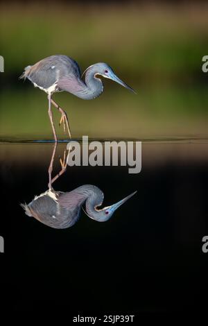 Tricolored Heron nella palude, Hilton Head Island, Carolina del Sud Foto Stock