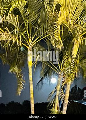 Palma areca (Dypsis lutescens), Plantae, Matanzas, CU, Luna piena attraverso le Palme a Playa larga, Matanzas, Cuba. Areca Palm (Dypsis lutescens), alias Chrysalidocarpus lutescens, palma di canna dorata, palma gialla, palma delle farfalle, o palma di bambù, è una monocotte introdotta/naturalizzata della famiglia Palms (Arecaceae). "È originario del Madagascar e naturalizzato nelle Isole Andamane, Thailandia, Vietnam, riunione, El Salvador, Cuba, Porto Rico, Isole Canarie, Florida meridionale, Haiti, la Repubblica Dominicana, la Giamaica, le Isole Leeward e le Antille Leeward. È una pianta tropicale perenne Foto Stock