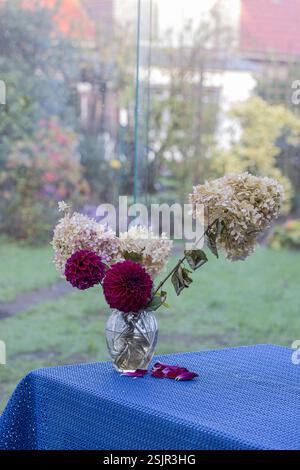 Dahlias e ortensie fioriscono in un semplice vaso di vetro Foto Stock
