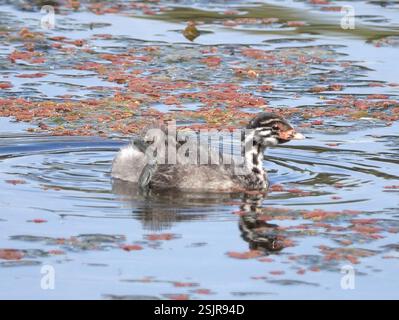 Australasian Grebe (Tachybaptus novaehollandiae), Aves, Jells Park, Wheelers Hill, VIC, au, Australasiana giovanile?? Foto Stock