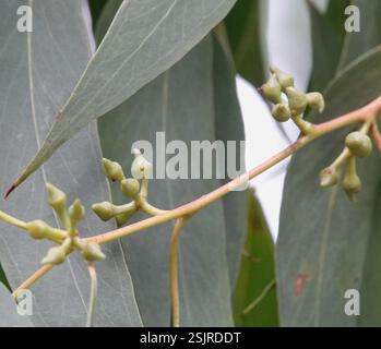 Red Stringybark (Eucalyptus macrorhyncha), Plantae, Heathmont VIC 3135, Australia Foto Stock