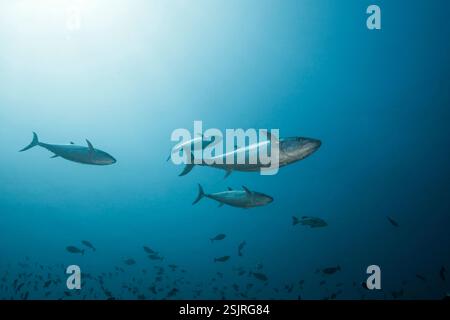 Tonno Dogtooth, Gymnosarda unicolor, South Male Atoll, Maldive Foto Stock