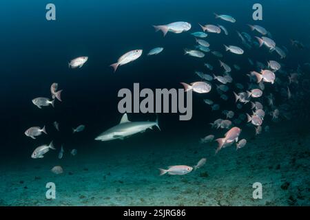 Caccia agli squali nella barriera corallina grigia bigeye a coda di mezzaluna, Priacanthus hamrur, atollo di Ari, Oceano Indiano, Maldive Foto Stock
