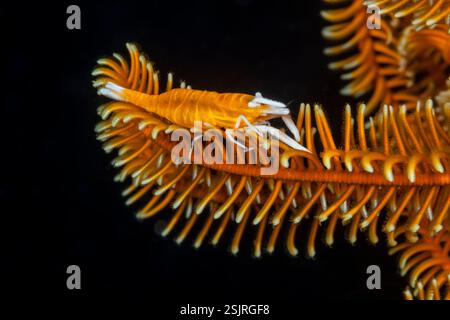 Gambero commensale di Crinoid, Periclimenes amboinensis, Isole dimenticate, Indonesia Foto Stock