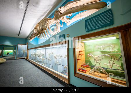 WASHINGTON DC - la Bone Hall del Museo Nazionale di storia naturale dello Smithsonian presenta un caso di scheletri di roditori con uno scheletro di balena grigio montato sopra, a dimostrazione della notevole variazione di dimensioni all'interno della classe Mammalia. Questa esposizione fa parte della collezione storica di vertebrati del museo, mantenuta dal 1881. Foto Stock