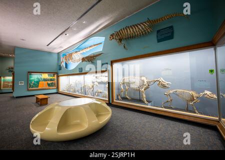 WASHINGTON DC - la Bone Hall del Museo Nazionale di storia naturale dello Smithsonian presenta esemplari di mammiferi con zoccoli dalle dita strane, tra cui il rinoceronte indiano e gli scheletri di tapiro, con uno scheletro di lamantini montato sopra. Parte della collezione storica in mostra dal 1881, questi esemplari dimostrano adattamenti evolutivi sia nei mammiferi terrestri che acquatici. Foto Stock