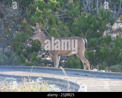 Cervo colombiano dalla coda nera (Odocoileus hemionus columbianus), Mammalia, Sunset Dr, Pacific Grove, CA, NOI due cervi muli si foraggiavano tra le dune di sabbia tra i fiori di parallina delle Menzies. Molti dei fiori da parati sono stati ingabbiati per prevenire il foraggiamento di questa rara pianta. Collegamento all'osservazione di Wallflower: https://www.inaturalist.org/observations/151561546 cervi colombiani dalla coda nera (Odocoileus hemionus columbianus). Un cervo maschile si chiama cervo o cecchino. Una femmina di cervo si chiama "doe". Un giovane cervo si chiama fawn o vitello. Caratteristiche: La caratteristica più notevole del cervo colombiano dalla coda nera è il t Foto Stock