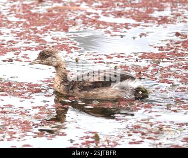 Australasian Grebe (Tachybaptus novaehollandiae), Aves, Jells Park, Wheelers Hill, VIC, au, giovanile? O capriccioso? Foto Stock