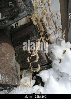 Elsholtzia crestata (Elsholtzia ciliata), Plantae, Октябрьский, Россия., Иркутская обл, 665490 Foto Stock