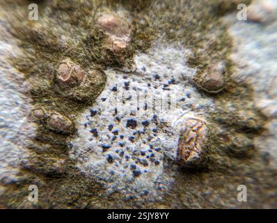 Asterisk Lichen (Arthonia radiata), funghi, Vancouver, BC V5N 4M4, Canada Foto Stock